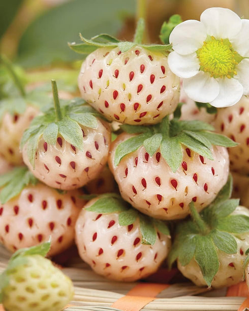 Votaniki #1 (20 Pack) Pineberry White Strawberry - Perennial Strawberry Grade Bare Root Ready to Plant | Edible