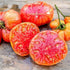 Hillbilly Potato Leaf Heirloom Tomato Seeds - Large Tomato - One of the Most Delicious Tomatoes for Home Growing