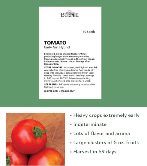 50 Burpee 'Early Girl',Slicing Tomato, Non-GMO Seeds