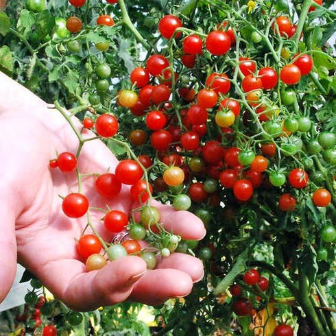 Harley Seeds 30 Sweet Pea Currant Tomato Seeds, Heirloom Non GMO, Extra Sweet and Heavy Yielding, Low Acid