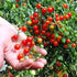Harley Seeds 30 Sweet Pea Currant Tomato Seeds, Heirloom Non GMO, Extra Sweet and Heavy Yielding, Low Acid
