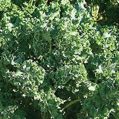Sunutri Seeds 1000+ Kale Seeds Collection, Heirloom, Non-GMO Seeds - Black Tuscan, Red Russian, Blue Scotch, Dwarf