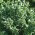 Sunutri Seeds 1000+ Kale Seeds Collection, Heirloom, Non-GMO Seeds - Black Tuscan, Red Russian, Blue Scotch, Dwarf