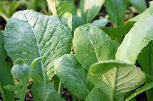 25+ Mustard Greens Seed, Tendergreen, Heirloom, Non GMO, Seeds, Green