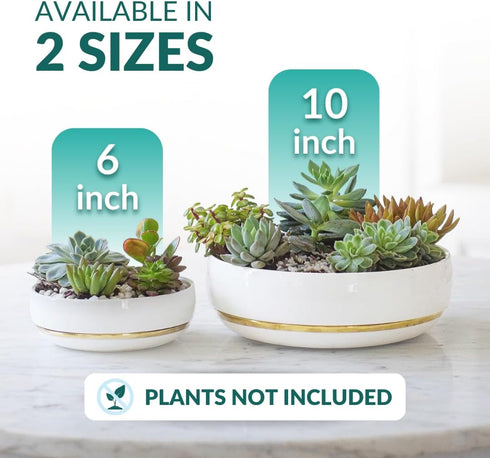 Willowy 6 Inch Succulent Pot with Drainage, Shallow Glossy White Planter with Gold Trim, No Plants Included