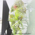 10 Pack Set Vertical Air Plant Holder (Suction Cup, Stainless Steel Tillandsia Air Plant Planter) A Unique of Air Plant