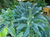 Seed Kingdom 30,000 Kale Lacinato (AKA Dinosaur or Tuscan) Great Heirloom Vegetable Seeds