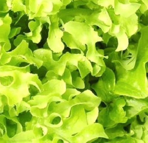 Instant Latch 500 Salad Bowl Lettuce Seeds for Planting Non GMO Heirloom Seeds Fresh