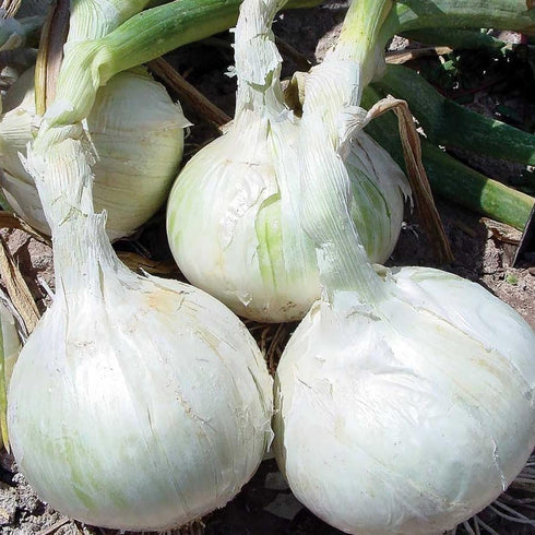 3 Sets (Bulbs) 1 (~100 Sets) 2026 TomorrowSeeds - Colors Mix Onion - Pound - Fresh Crop, Stored Cold, for Planting