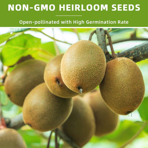 Ficoszo 300+ 4 Packaged Mix Heirloom Fruit Seeds Kiwi Fig Papaya Orange Seeds Varieties Individually for Home Garden