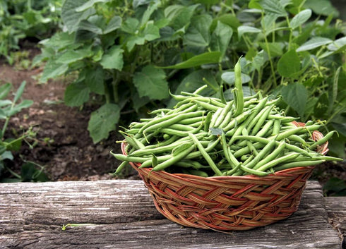 50 Summer Contender Bush Bean Seeds (Phaseolus vulgaris) Non-GMO Heirloom Seeds by Islas Garden Seeds, Early-Maturing
