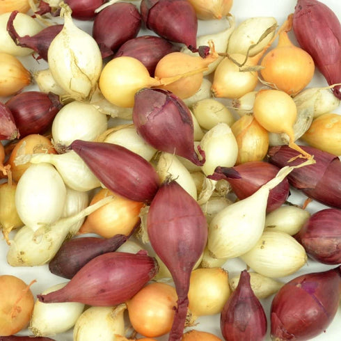 Sets 1 Bulbs Mixed Red, White, and Yellow Onion Pound Non-GMO for Planting - Onion Assortment