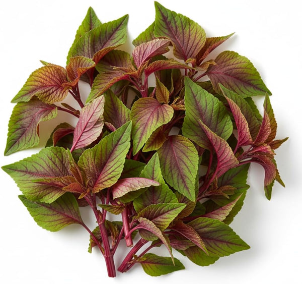 Red Spinach Seeds for Planting - 500+ Seeds - Very Healthy Chinese