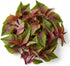 Red Spinach Seeds for Planting - 500+ Seeds - Very Healthy Chinese