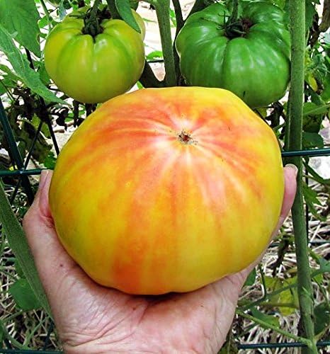 Harley Seeds 30 1-2 LB Giant Mr. Stripey Tomato Seeds, Heirloom Non-GMO, Low Acid, Indeterminate, Open-Pollinated, Rich
