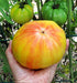 Harley Seeds 30 1-2 LB Giant Mr. Stripey Tomato Seeds, Heirloom Non-GMO, Low Acid, Indeterminate, Open-Pollinated, Rich