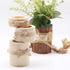 Nwsrayu Pack 3 Wooden Air Plant Holder of Wooden Air Plants Holders Air Plants Terrarium Tillandsia Streptophylla