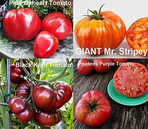 Harley Seeds 30 19 Mixed Seeds Giant Tomato Seeds, Mix of Varieties, Heirloom Non-GMO, Brandywine Black, Red, Yellow