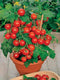 SeedsUA Seeds Indoor Tomato Dwarf in Pot Red Early Heirloom Vegetable for Planting