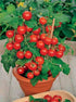 SeedsUA Seeds Indoor Tomato Dwarf in Pot Red Early Heirloom Vegetable for Planting