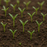 Loseedsoo 0.5 300+ Kong Xin CAI Seeds, Ounce Green Leaf Vegetable Seeds for Planting Non-GMO Choy Ong Seeds