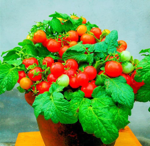VAACNEE 100 MOCCUROD Seeds Indoor Cherry Tomato Dwarf Red and Yellow Tomato Rare Vegetable Heirloom Seeds