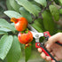 WYF Pruning Scissors, Professional Garden Shears, Sharp Stainless Steel Blades, Hand Pruner for Harvesting, 8.1IN (Red)