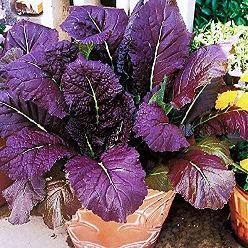 Red Giant Mustard Green Seeds (25 Count) COOL BEANS N SPROUTS Brand.