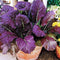 Red Giant Mustard Green Seeds (25 Count) COOL BEANS N SPROUTS Brand.