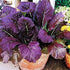Red Giant Mustard Green Seeds (25 Count) COOL BEANS N SPROUTS Brand.
