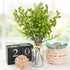 6 HUIANER Artificial Berries, Pcs Simulation Flowers Lifelike Greenberry with Stems Fake Fruit Greenberries