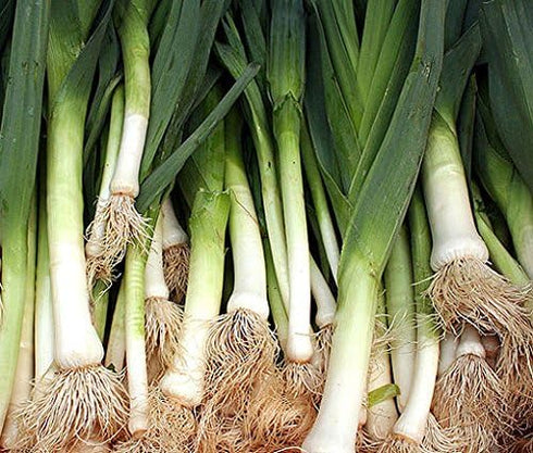 Generic 250 0.8 Large American Flag Leek Seeds for Planting Short Day Italian Heirloom Onion. Non GMO Grams Garden