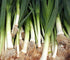 Generic 250 0.8 Large American Flag Leek Seeds for Planting Short Day Italian Heirloom Onion. Non GMO Grams Garden