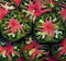 Sherwoods Seeds Black Sea Man Heirloom Tomato Premium Seeds for Planting Packet