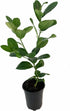 5" Buddha's Hand Citrus Tree - Indoors/Out - No Ship to Tx,Fl,Az,Ca,La,Hi - Pot