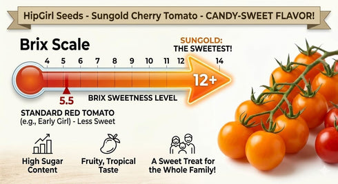 HipGirl 10ct Pods:10ct Sweet Orange Sun Gold Cherry Tomato Seeds for Planting.Non GMO Garden Seeds for Planting