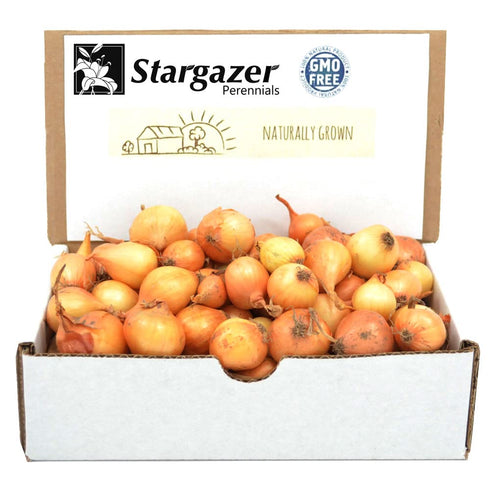 Yellow Onion Sets for Planting - 50-60 Non-GMO Stuttgarter Bulbs, 8oz, USA