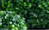 OOKi-Artificial Boxwood Ball Topiary Lifelike Plants, Half Round Topiary for Home Garden, Front Patio, Indoor/Outdoor