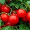 Instant Latch 250 Cherry Tomato Seeds Large | Non-GMO | Fresh Garden Seeds