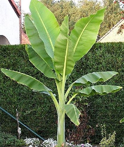 Buy Rare Seeds Ensete glaucum | Snow Banana | 5_Seeds