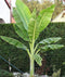 Buy Rare Seeds Ensete glaucum | Snow Banana | 5_Seeds