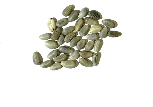 (2 Packs) Seed Needs Artichoke Seeds for Planting Green Globe Artichokes - Non-GMO Heirloom & Untreated - Grow an