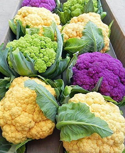 Harley Seeds 50 4 This is A Mix Cauliflower Mix Seeds Heirloom Non-GMO Varieties Purple Green Yellow Delicious