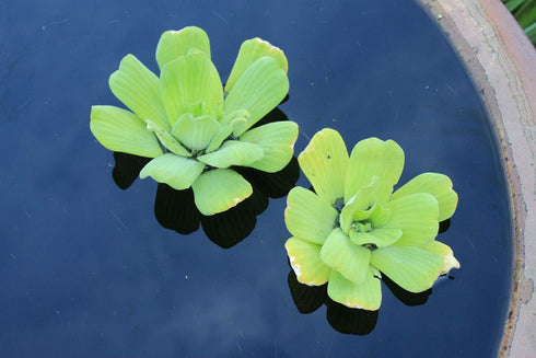 AquaLeaf Aquatics Water Lettuce - Floating Live Pond Plant