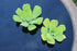 AquaLeaf Aquatics Water Lettuce - Floating Live Pond Plant