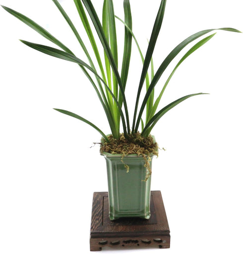 5.43" 5.43" Wooden Display Stand Base x Square Wood Carved Pedestal Oriental Style Home Decoration for Vase, Flower
