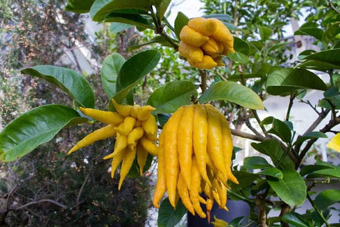 5" Buddha's Hand Citrus Tree - Indoors/Out - No Ship to Tx,Fl,Az,Ca,La,Hi - Pot