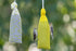 Yellow Finch Sock Feeders - Pair of Socks, 2pk, Seed-Filled All-Season Feeders, 24oz Total