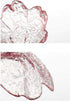 4pcs Glass Sakura Shape Small Seasoning Dishes, 3.4inch Dipping Bowls for Appetizers