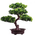 KOET Artificial Bonsai Pine Tree, 11 Inch Faux Potted Plant for Desk Display, Japanese Cedar Bonsai Plant for Home,